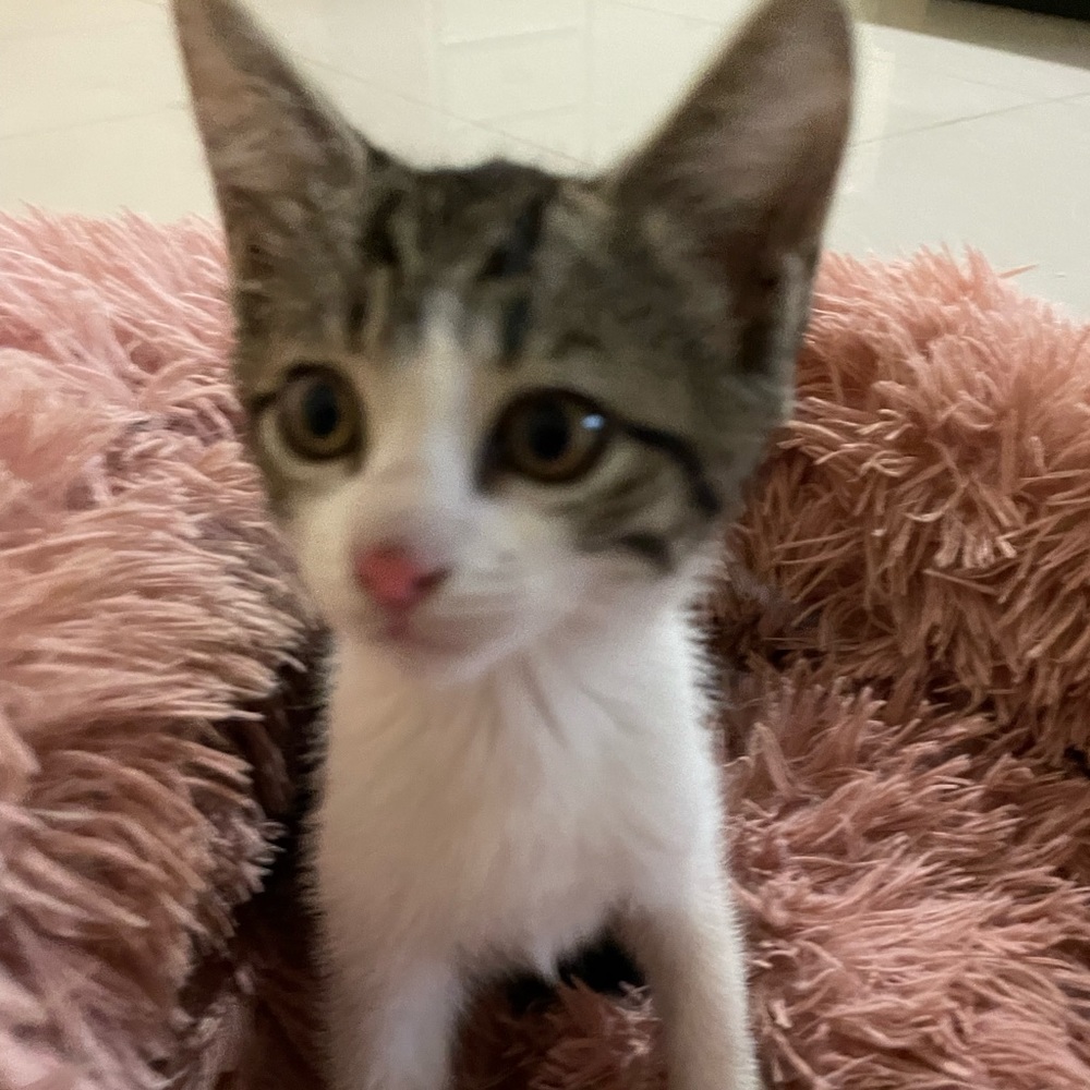 Meet your Posher, Shanta